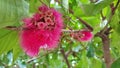 Texture of malay apple guava flower & x28;water guava& x29; blooming Royalty Free Stock Photo