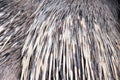 Texture of malayan porcupine hystrix brachyura , animal skin background