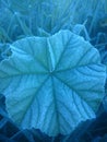 Malva neglecta leaf Royalty Free Stock Photo