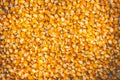 Texture of many corn seeds are dried in the sun. Royalty Free Stock Photo