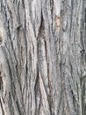 Texture of maple tree bark close up Royalty Free Stock Photo