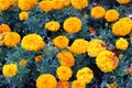 (Texture) Marigold Flower