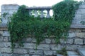 Texture. Masonry. Fragment of an ancient wall on which a green plant grows. Royalty Free Stock Photo