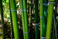 Texture of Mini Bamboo green color. Royalty Free Stock Photo