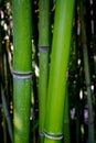 Texture of Mini Bamboo green color. Royalty Free Stock Photo