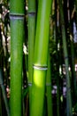 Texture of Mini Bamboo green color. Royalty Free Stock Photo