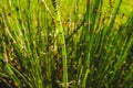 Texture of Mini Bamboo green color. Royalty Free Stock Photo