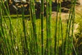 Texture of Mini Bamboo green color. Royalty Free Stock Photo