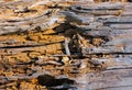 Texture of moldering wood log Royalty Free Stock Photo