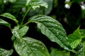 The texture of morning dew on fresh green leaves