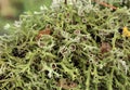 Texture of moss, lichen