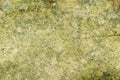 Texture moss lichen stone Royalty Free Stock Photo