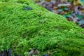 texture of moss on olg tree background Royalty Free Stock Photo