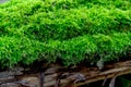 texture of moss on olg tree background Royalty Free Stock Photo