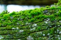 texture of moss on olg tree background Royalty Free Stock Photo