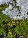 texture of moss and snow