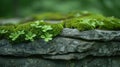 Texture of a mosscovered rock with layers of soft cushiony greenery and tiny hairlike structures