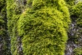 Green vegetation on wet stone. texture mossy bark on rain forest tree background