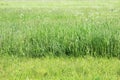Texture of mown grass and on a summer city lawn. Royalty Free Stock Photo