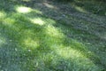 Texture of mown and half-cut grass on a summer city lawn Royalty Free Stock Photo