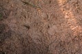 Texture of mud with footprints of animals and people's shoes