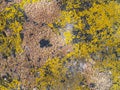 Texture of multi-colored moss on granite stone Royalty Free Stock Photo