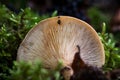 Texture of mushroom bottom among green moss. Macro photo of mushroom texture Royalty Free Stock Photo