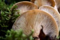 Texture of mushroom bottom among green moss. Macro photo of mushroom texture Royalty Free Stock Photo