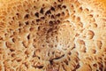 Texture of the mushroom Sarcodon