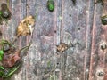 Texture, natural background. pink metal trolley. plants and herbs are in the cart. on the texture there are large bolts, rust,