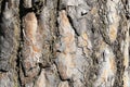 Texture natural bark spruce. Tree pine brown color closeup. Background tree bark in the