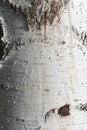 Texture of natural birch bark. White birch tree with black stripes and a knot. The structure of the tree close-up with