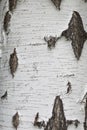 Texture of natural birch bark. White birch tree with black stripes and knots on the surface. The structure of the tree Royalty Free Stock Photo