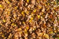 Texture, natural carpet of dry fallen autumn natural yellow orange red leaves. The background Royalty Free Stock Photo