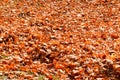 Texture, natural carpet of dry fallen autumn natural yellow orange red leaves. The background Royalty Free Stock Photo