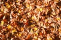 Texture, natural carpet of dry fallen autumn natural yellow orange red leaves. The background Royalty Free Stock Photo