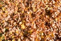 Texture, natural carpet of dry fallen autumn natural yellow orange red leaves. The background Royalty Free Stock Photo