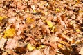 Texture, natural carpet of dry fallen autumn natural yellow orange red leaves. The background Royalty Free Stock Photo