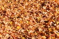 Texture, natural carpet of dry fallen autumn natural yellow orange red leaves. The background Royalty Free Stock Photo