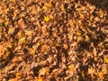 Texture, natural carpet of dry fallen autumn natural yellow orange red leaves. The background Royalty Free Stock Photo