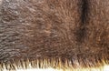 The texture of natural fur European mink.