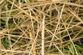 Texture of natural hay closeup in the field