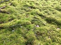 Texture of a natural marsh green bright juicy moss of a fluffy thick grass plant in the forest. The background Royalty Free Stock Photo
