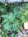 Texture of a natural marsh green bright juicy moss of a fluffy thick grass plant in the forest. The background Royalty Free Stock Photo