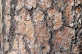 Texture natural pine bark. Fir tree of brown color close up. Background tree bark in the Royalty Free Stock Photo