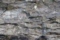 Texture of natural stone rock, background wallpaper white, gray and black splashes on the surface. Horizontal Royalty Free Stock Photo