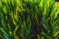 Texture of natural vegetation, spring photo