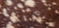 Texture of natural brown fur background Royalty Free Stock Photo