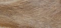 Texture of natural brown fur background Royalty Free Stock Photo