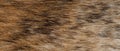 Texture of natural brown fur background Royalty Free Stock Photo